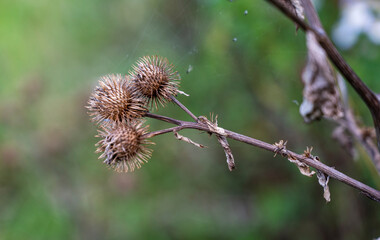 Three dry brown thistles of Arctium plant with green blurred background.