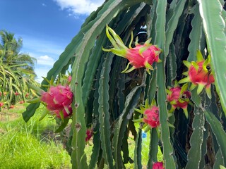 dragon fruit on the dragon fruit pitaya tree, harvest in the agriculture farm at asian exotic...