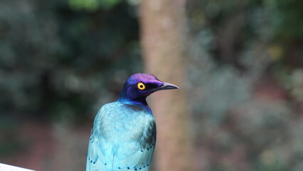 Lamprotornis Purpureus|Purple starling|紫色八哥