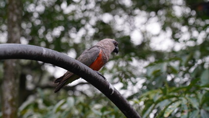 Red-bellied Parrot (Poicephalus rufiventris): This species is native to Africa and is found in parts of West and Central Africa, including countries like Ivory Coast, Ghana, Nigeria, Cameroon