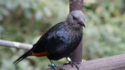 red-winged starling|Onychognathus morio|紅翅黑鸝