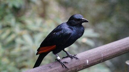 red-winged starling|Rooivlerkspreeu|南非紅翅椋鳥