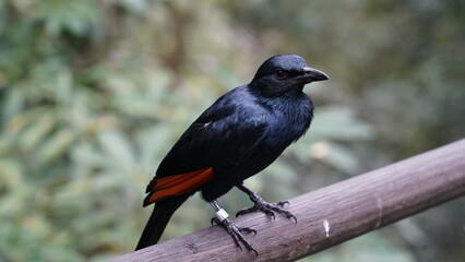 red-winged starling|Rooivlerkspreeu|南非紅翅椋鳥