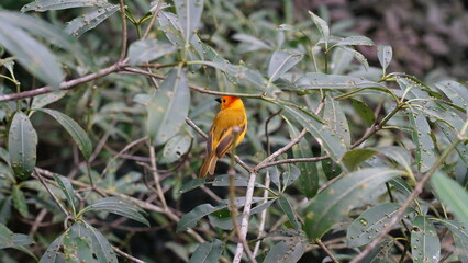Taveta weaver|Ploceus castaneiceps|织布鸟|栗头金织雀