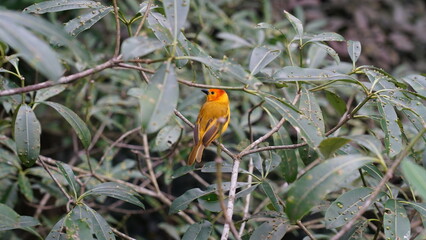 Taveta weaver|Ploceus castaneiceps|织布鸟|栗头金织雀
