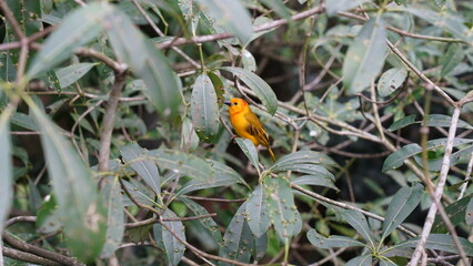 Taveta weaver|Ploceus castaneiceps|织布鸟|栗头金织雀