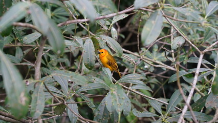 Taveta weaver|Ploceus castaneiceps|织布鸟|栗头金织雀