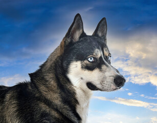 siberian husky in studio