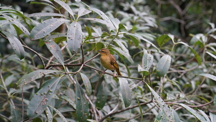 Buff-fronted foliage-gleaner|Philydor rufus|Philydor rufum|黄额拾叶雀