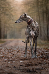 Spanischer Windhund im herbstlichen Wald