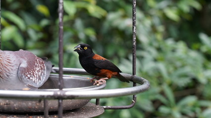 Vieillot's Weaver (Chestnut-and-black) Ploceus castaneofuscus