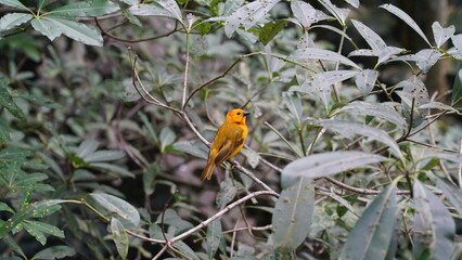 Taveta weaver|Ploceus castaneiceps|织布鸟|栗头金织雀