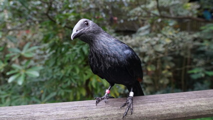 red-winged starling|Onychognathus morio|紅翅黑鸝