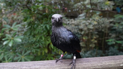 red-winged starling|Onychognathus morio|紅翅黑鸝