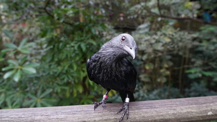 red-winged starling|Onychognathus morio|紅翅黑鸝