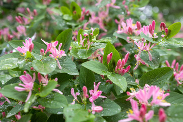 Pink honeysuckle flowers with water drops on green leaves on a summer day after rain