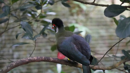 White Cheeked Turaco|白颊冠蕉鹃