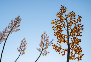 blue sky and tree branches.
