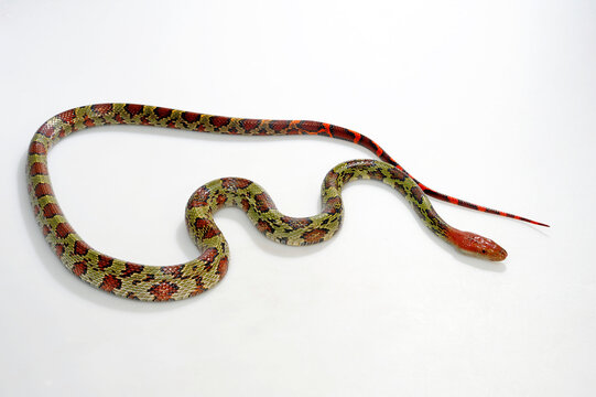 Flower snake or Moellendorf's rat snake // Blumennatter (Elaphe moellendorffi / Orthriophis moellendorfii)