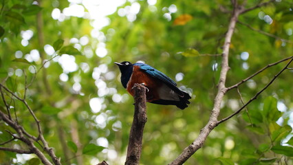 Superb Starling|Lamprotornis superbus|栗頭麗椋鳥