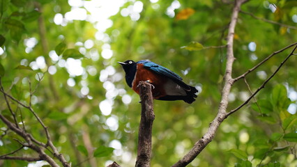 Superb Starling|Lamprotornis superbus|栗頭麗椋鳥