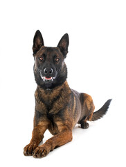 malinois in studio
