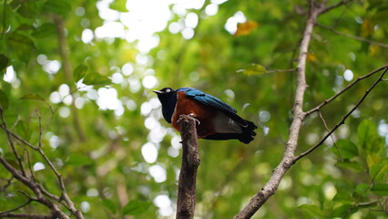 Superb Starling|Lamprotornis superbus|栗頭麗椋鳥