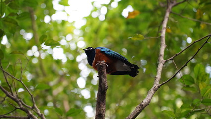 Superb Starling|Lamprotornis superbus|栗頭麗椋鳥