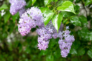 Several branches of lilac flowers with green leaves, floral natural seasonal background