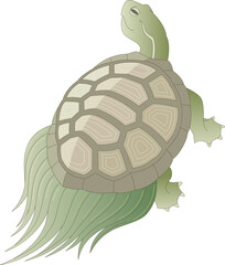 蓑亀　みのかめ