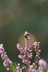 Bee on the heather flowers and bokeh (pszczoła i wrzos)