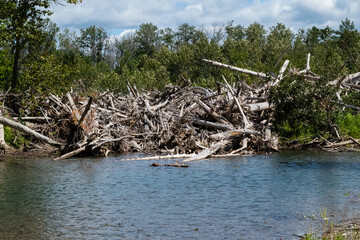 river with lots of tree trunk in water. Natural wooden dam. Pile of wood