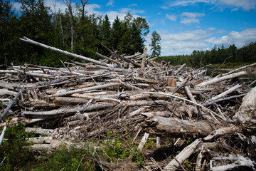 river with lots of tree trunk in water. Natural wooden dam. Pile of wood