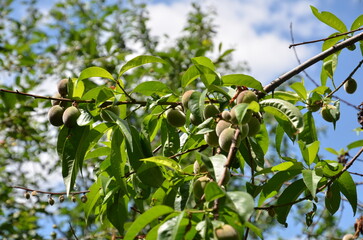 A branch of a peach tree with small fruits in clear sunny weather.