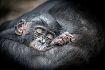 a young monkey sleeping with eyes closed