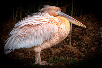 a fluffy pink pelican hidding in the bushes
