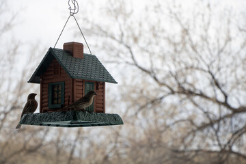 Red headed Finch bird at bird feeder on snowy morning in Wyoming wilderness with blurry trees in background