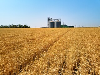 Aerial of grain elevator in front of wheat field. Drone camera above flour or oil mill plant silos....