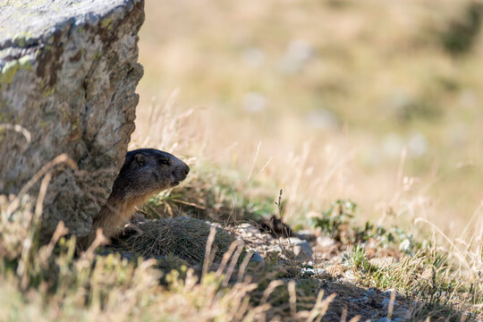 Marmotta