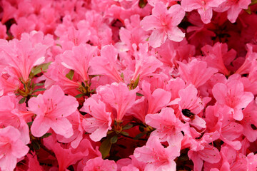 Blooming botanical garden. Hamburg, Germany