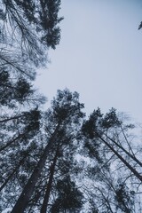 trees and sky in winter