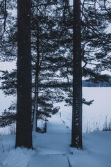 Pine trees in front of a frozen lake 