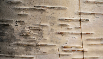 birch wood bark.Wood texture - wood grain-natural birch bark background. birch bark