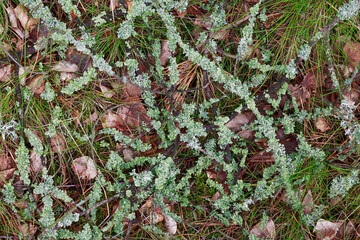 Beautiful Forest 5 - twigs full of lichen on the forest floor