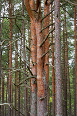 Beautiful Forest 6 - reddish brown glowing trunks of baltic pines
