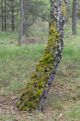Beautiful Forest 7 - the trunk of an old birch tree covered with moss