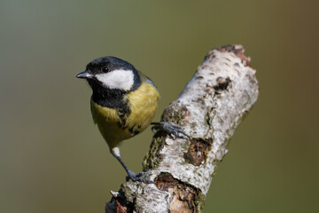 The great tit (Parus major) is sitting on an old birch stump and looks curiously into the camera lens(Parus major)