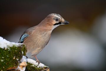 The jay sits on a snow-covered trunk looking around alertly for food