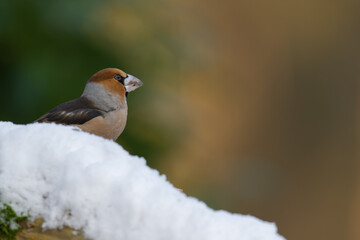 Hawfinch sits on a snow-covered trunk looking around warily because a sparrowhawk has appeared in the area