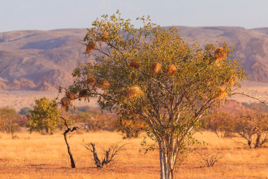 Namibian landscape Damaraland, homelands in South West Africa, Mowani, Namibia.